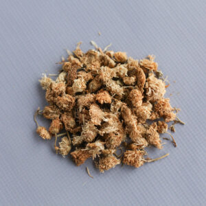 Chrysanthemum Flower